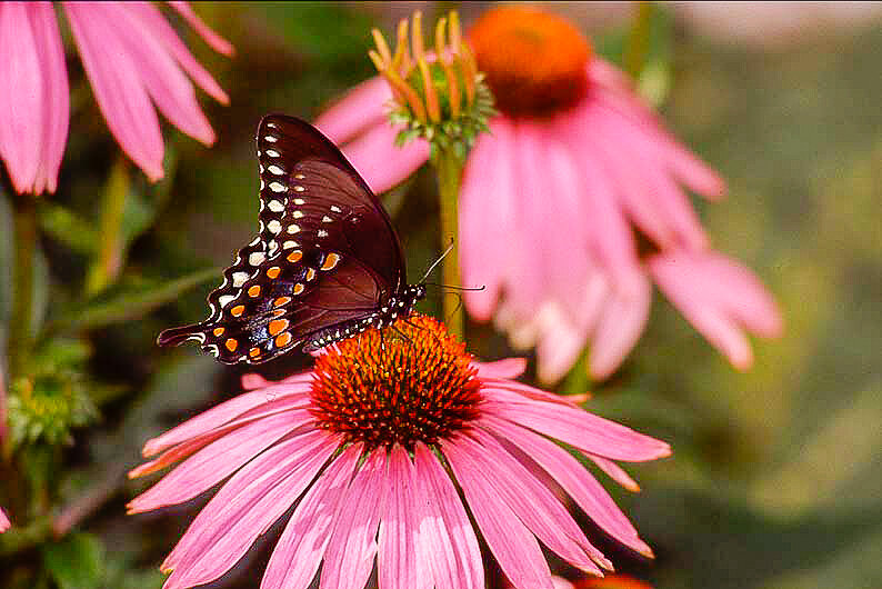 Black Swallowtail and purple cone flower.
