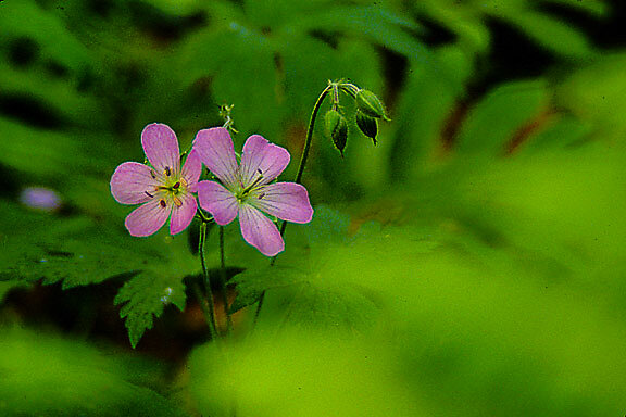 Wild geranium and ferns. Not only is it a stunning plant, it spreads beautifully providing free plants and creating a lovely ground cover that is attractive to bees and other pollinators.
