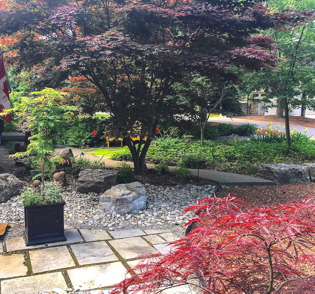 This large Japanese Maple in my Japanese-inspired garden was the first tree I purchased when we moved into our home more than 20 years ago. If I remember it was on sale for less than $50. Time has made it a priceless addition to our garden.