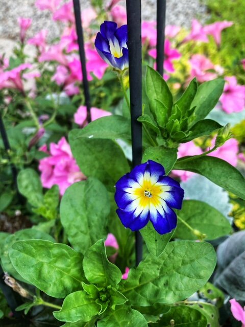 This small Morning Glory was raised from seed scattered into the container in early spring. Morning glory is easily raised from seed adding a colourful climber to your garden for pennies.
