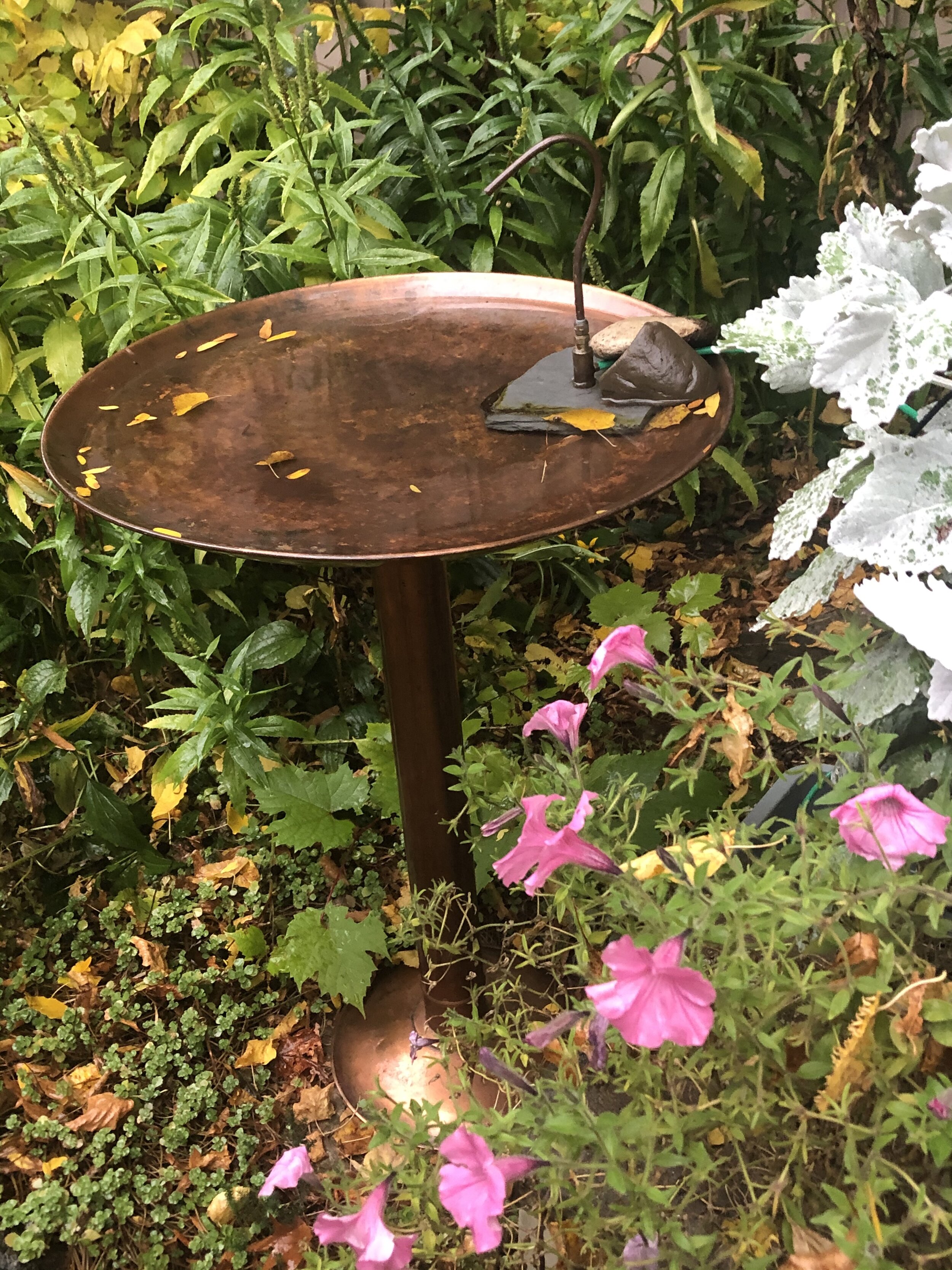 This lovely copper bird bath was found on Kijijiji as well as the copper dripper that was turned into a solar fountain to create moving water and attract birds. Both the bird bath and the dripper were purchased for pennies on the dollar.