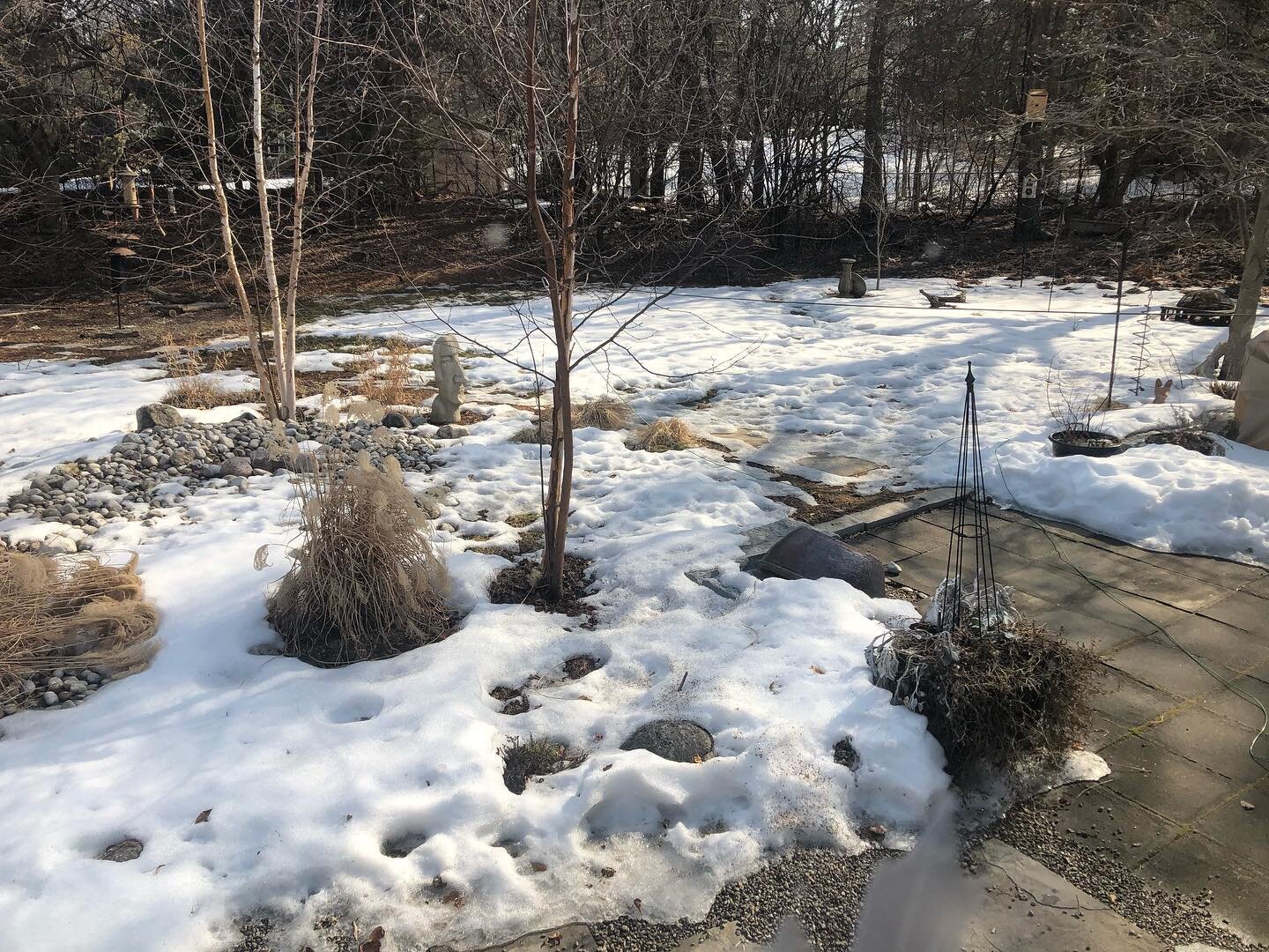 Still lots of snow here but going up to 17 today and 19 degrees tomorrow. #spring #snow #canadianwinter #garden #woodland