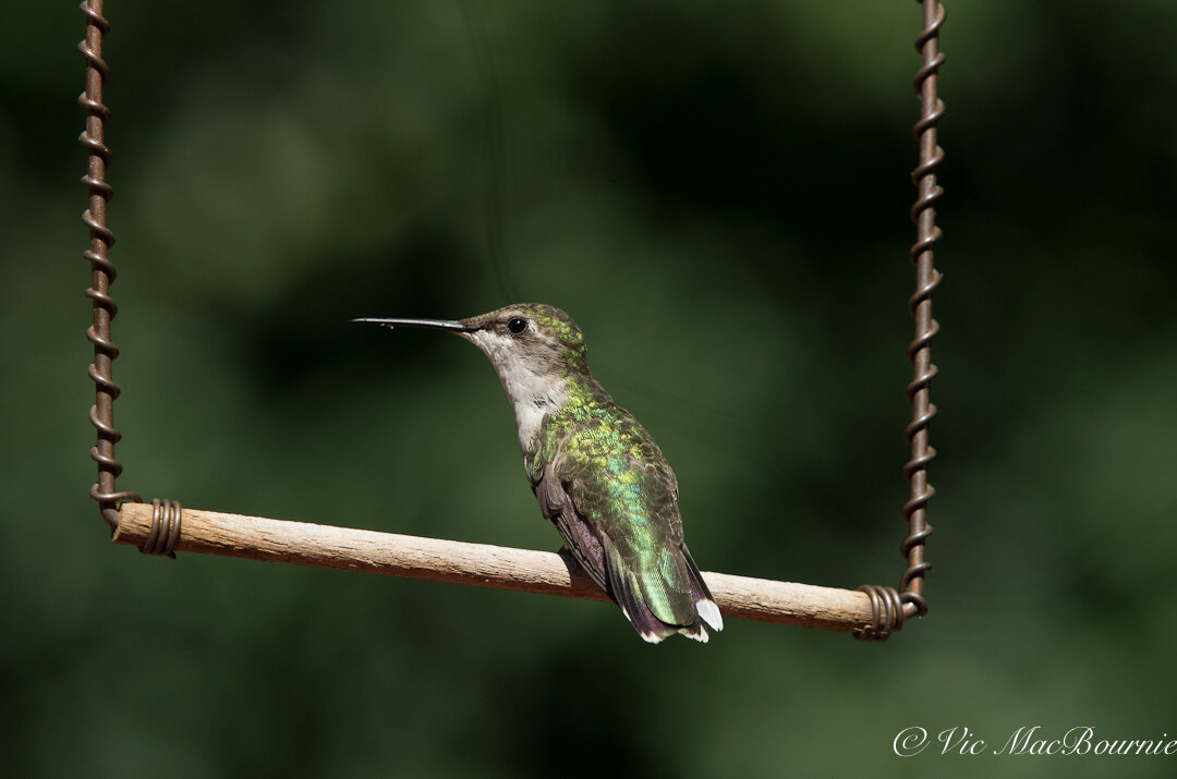 Providing perches for Hummingbirds to rest near a food source is a great way to give them a needed rest as well as an opportunity to photograph them.