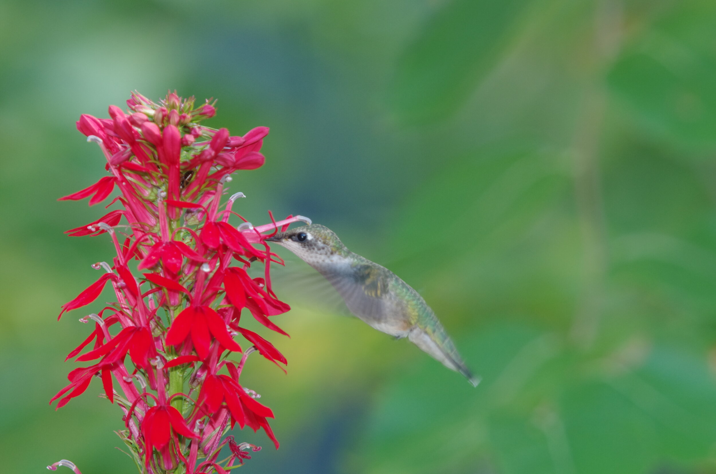 A hummingbird feeds at a Cardinal flower, an excellent source of food that flowers later in the season providing nectar for the fall migration.
