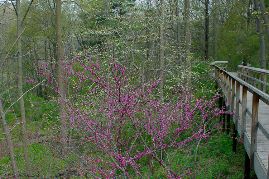 A beautiful Redbud in bloom along a nature trail at the Royal Botanical Gardens in Burlington Ont.
