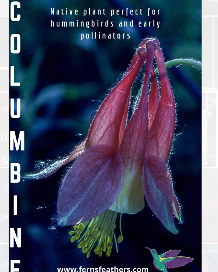 Plant natives for the wildlife that depend on them. #native #columbine #wildflower #garden