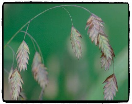 The perennial Northern Sea Oats can be used in window boxes for a year or two before making its way back into the garden.
