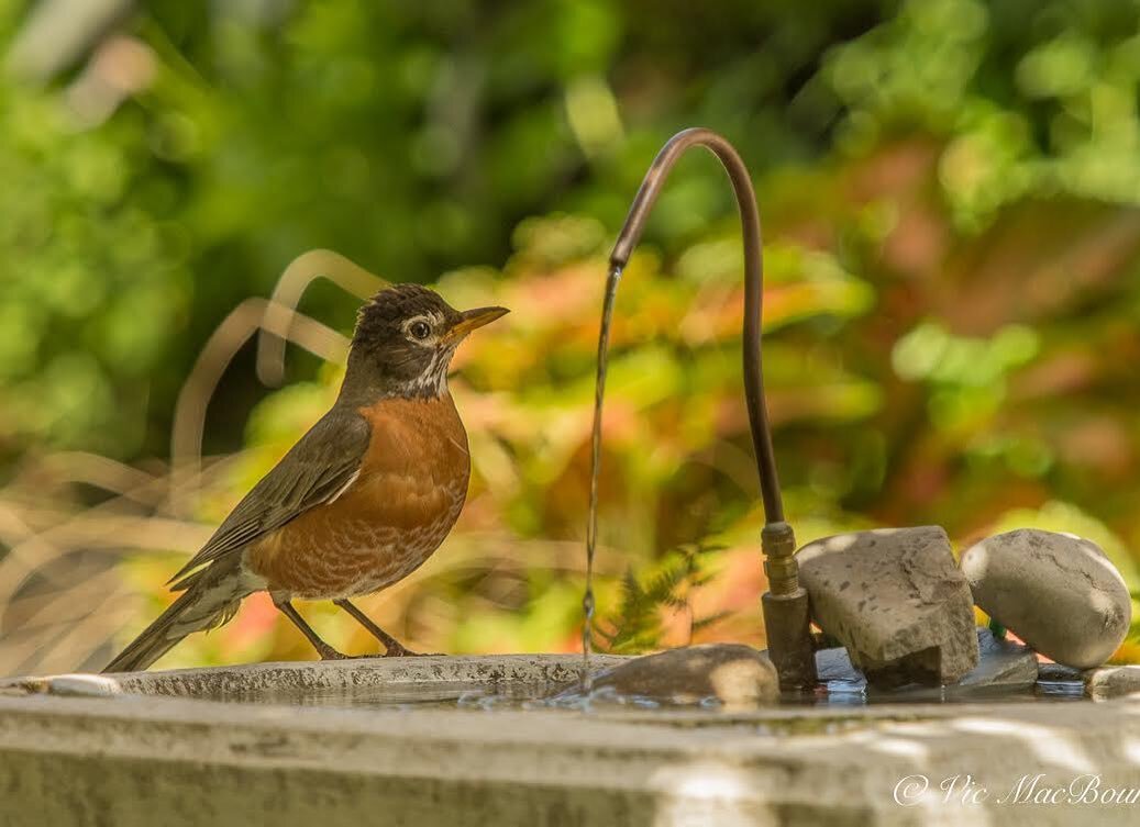 Spring isn&rsquo;t too far off. Lots of Robins around and lots of birds singing. #spring #robin #birdbath #dripper birds #garden