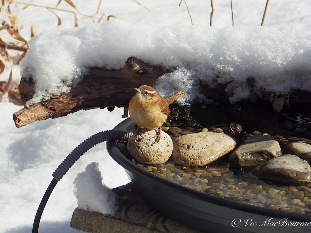 Cute little Carolina Wren taking advantage of the heated bird bath to get water during winter.