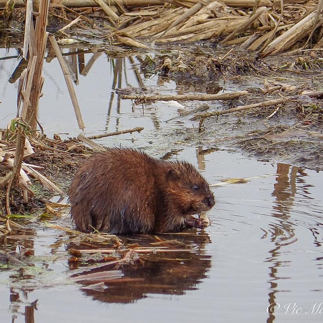 Out for a walk with my dog Holly and stumbled across a couple of muskrats. A mink was there but I could not get a good shot of it #muskrat #nature #naturephoto #ancaster