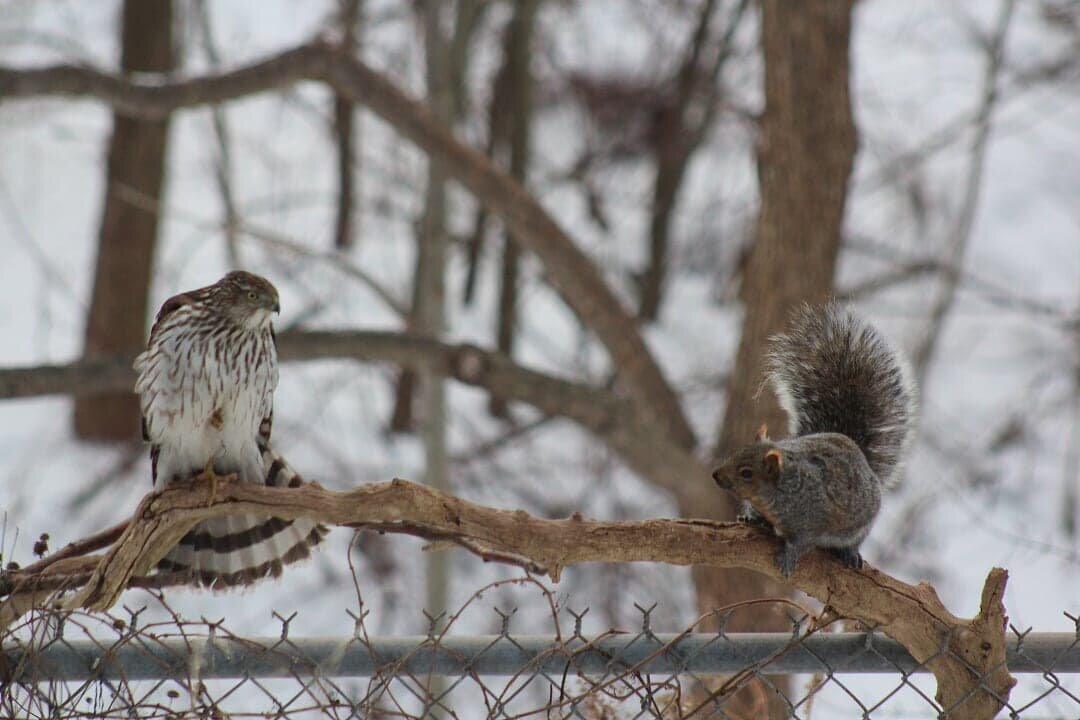 Vince’s outstanding photograph of the standoff between the hawk and a grey squirrel at the border of his garden and the ravine is the perfect illustration of wild nature and our suburban wildlife.