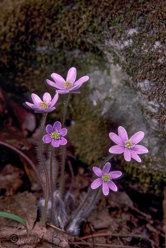 Native Spring Flowers Three spring native wildflowers for the woodland garden — FERNS & FEATHERS