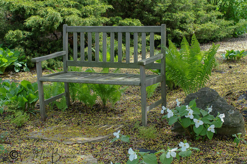 The perfect place to sit and enjoy the spring Trilliums in our front garden.
