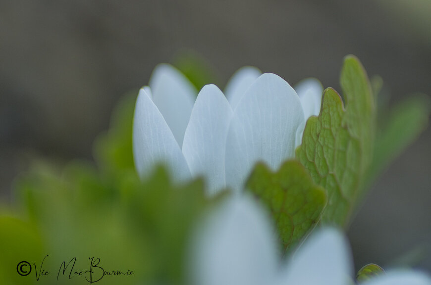 A bloodroot flower tries to emerge from its leaf that wraps around it like a glove in the early spring garden.