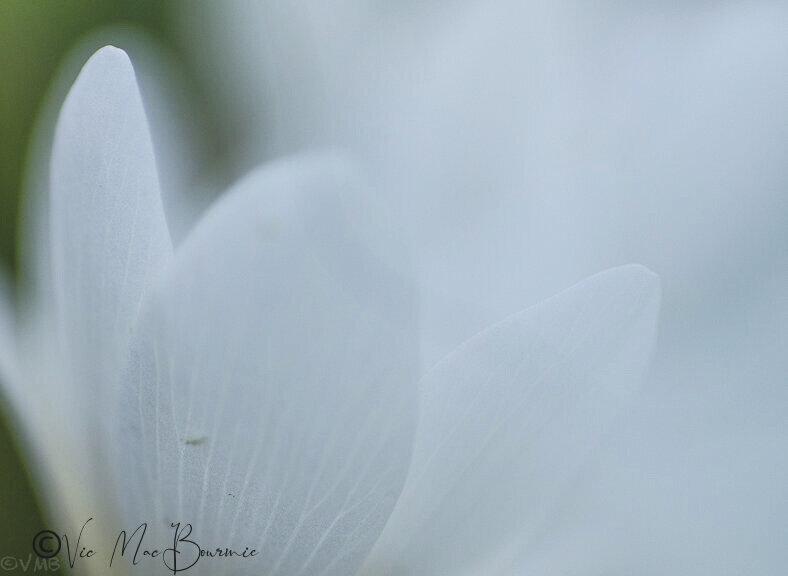 A selective focus image of a Bloodroot flower emerging in the spring garden.
