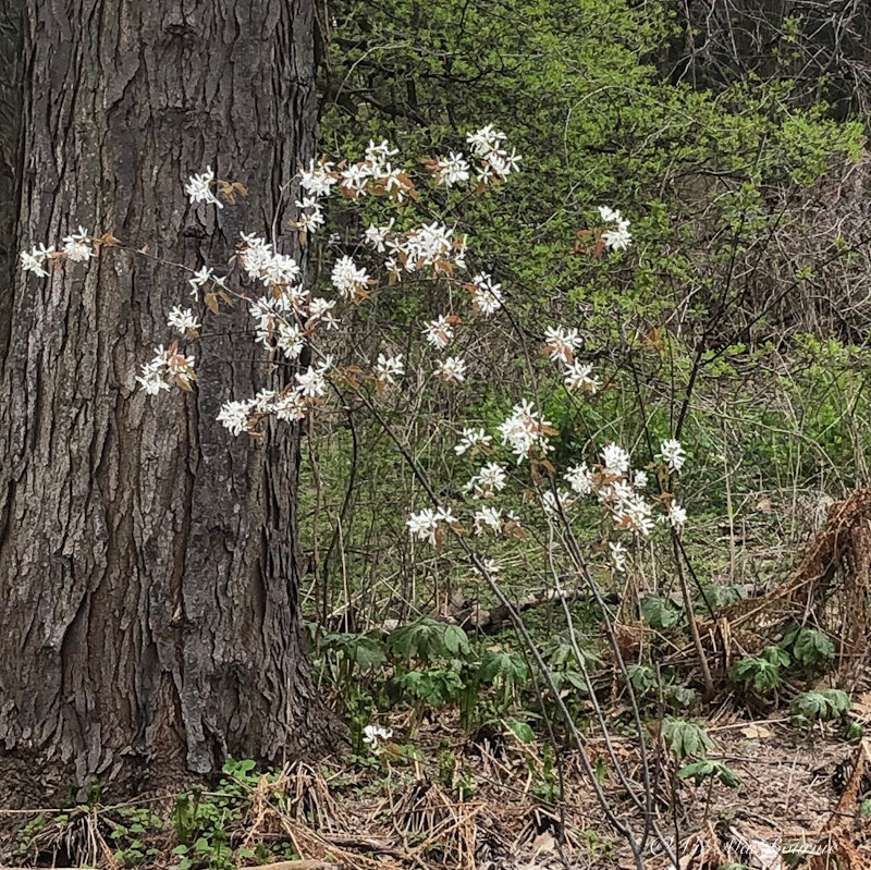 A shrub form of the serviceberry shows off its incredible blooms that will later become a profusion of delicious berries that birds flock will likely get before you do.