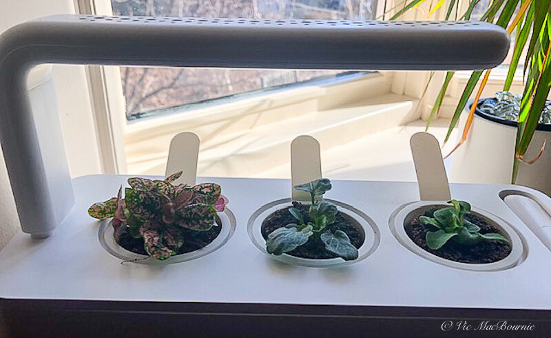 This image shows our Click and Grow with three different plants including a polka dot plant on the left, a black violet, and pink petunia.  The violet and petunia are now growing in our window box and the polka dot plant was gifted to my daughter.