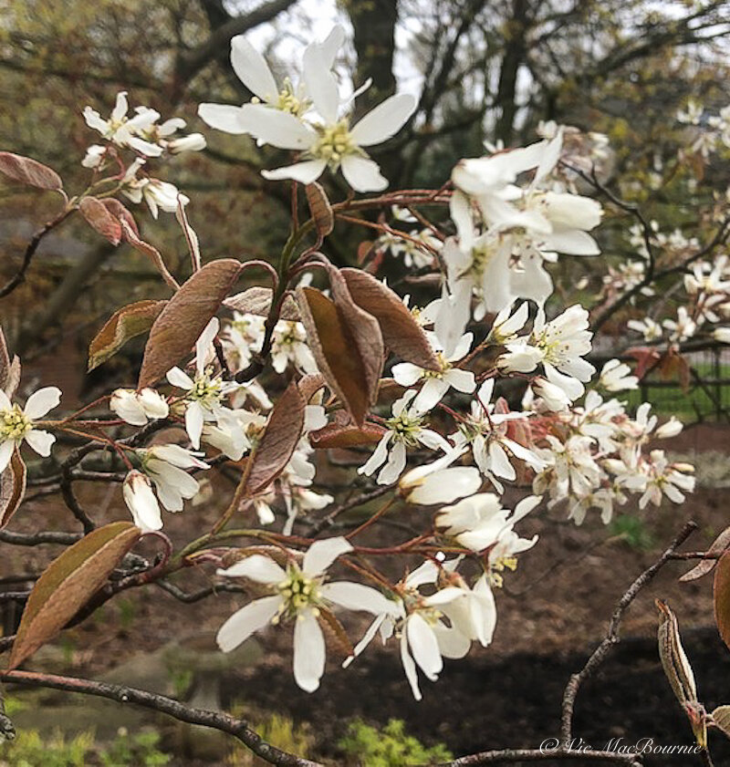 The flowers of our Serviceberry in early spring. Notice that the flowers have emerged before the leaves are fully out.