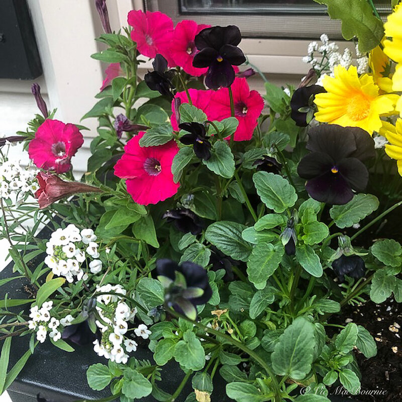 This image shows the black viola and pink petunia grown from our Click and Grow and later planted in one of our window boxes.