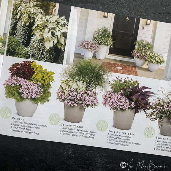 An example of the attention and level of detail Proven Winners has gone to help gardeners create striking containers using their plants.