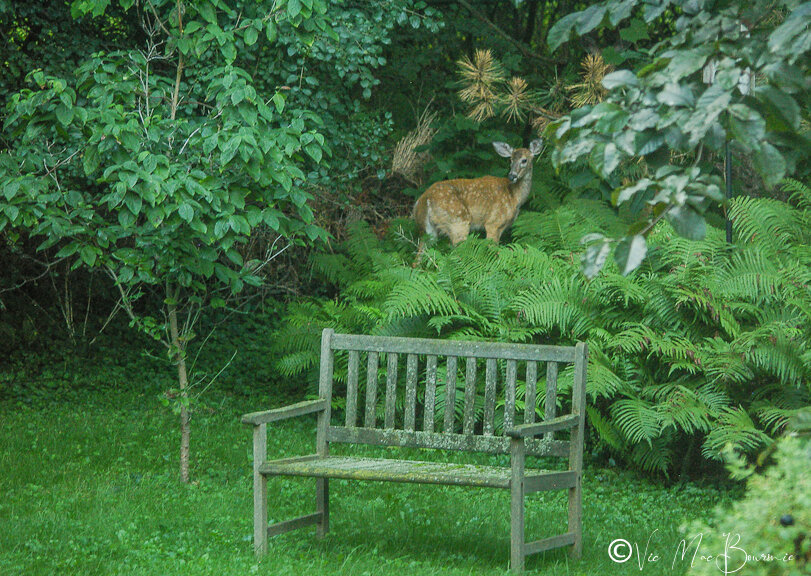 Deer use the fern garden to hide their youngsters during the day. This young fawn eventually walked into the ferns and literally disappeared.