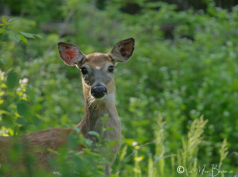 doe in ferns2.jpg