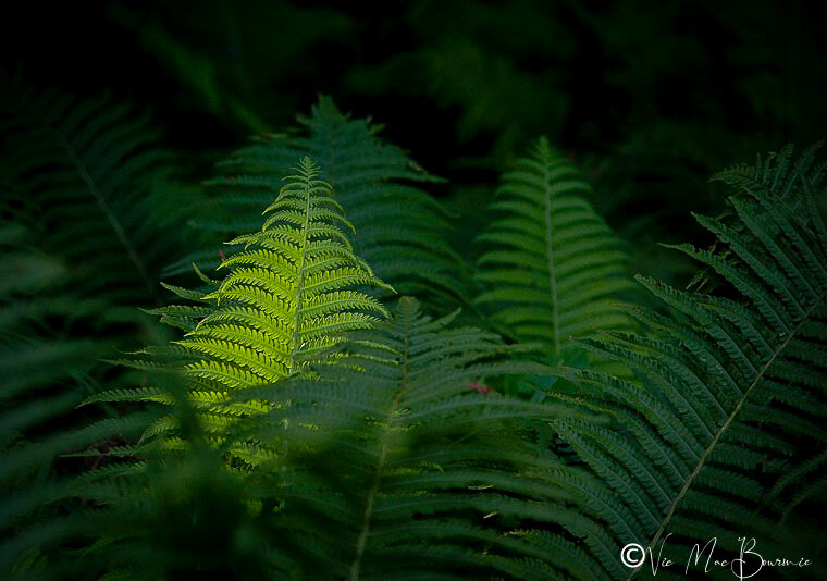 Growing moss in the woodland garden — FERNS & FEATHERS