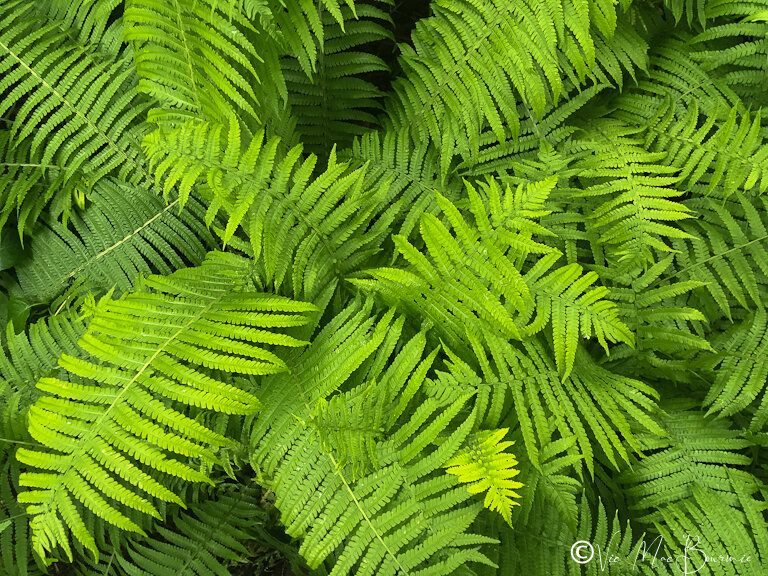 Growing moss in the woodland garden — FERNS & FEATHERS