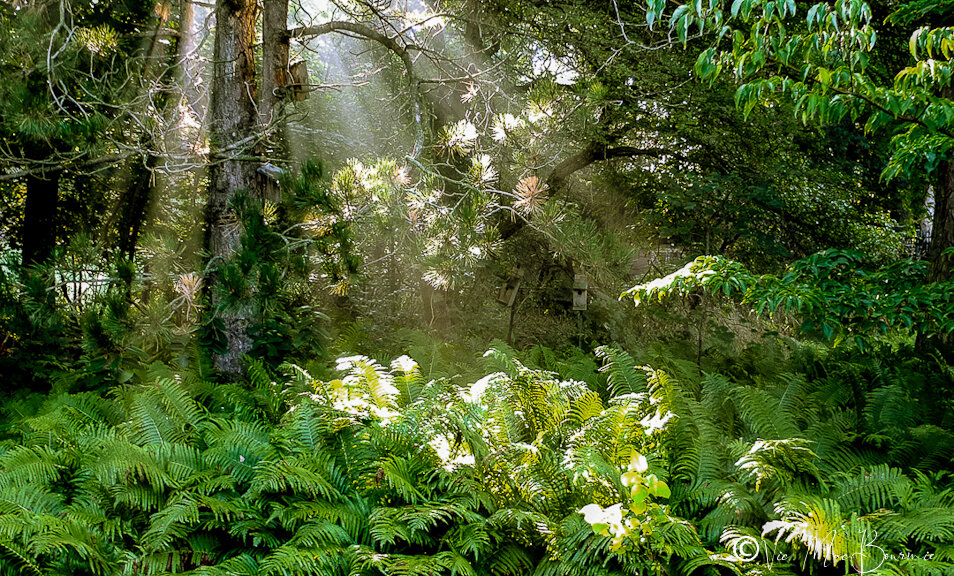 Ferns in early light2.jpg