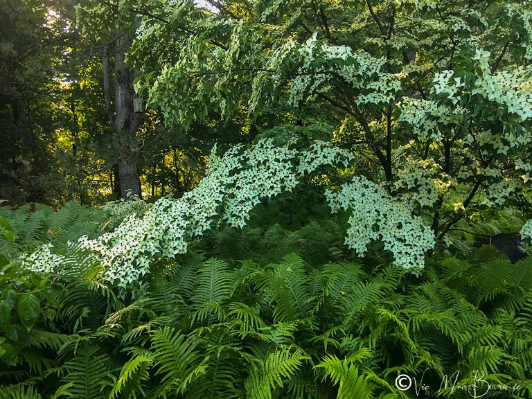 Compact Fern Tree How to create a woodland fern garden (in a small yard) — FERNS & FEATHERS