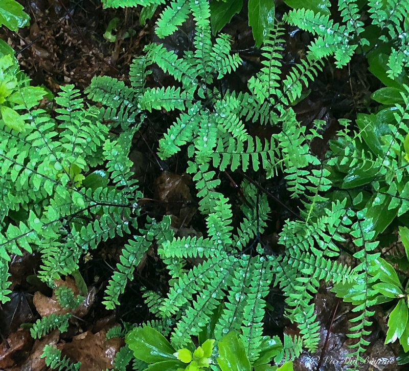 Northern maidenhair fern in spring with its dark stems and whorl of delicate fronds is a highlight in any garden.