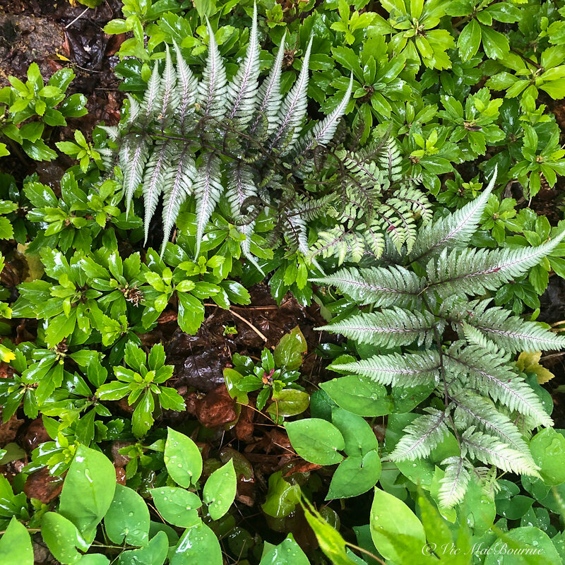 The silvery foliage of the Japanese Painted fern stands out in stark contrast to the darker green foliage pachysandra and the lighter leaves of epimedium.