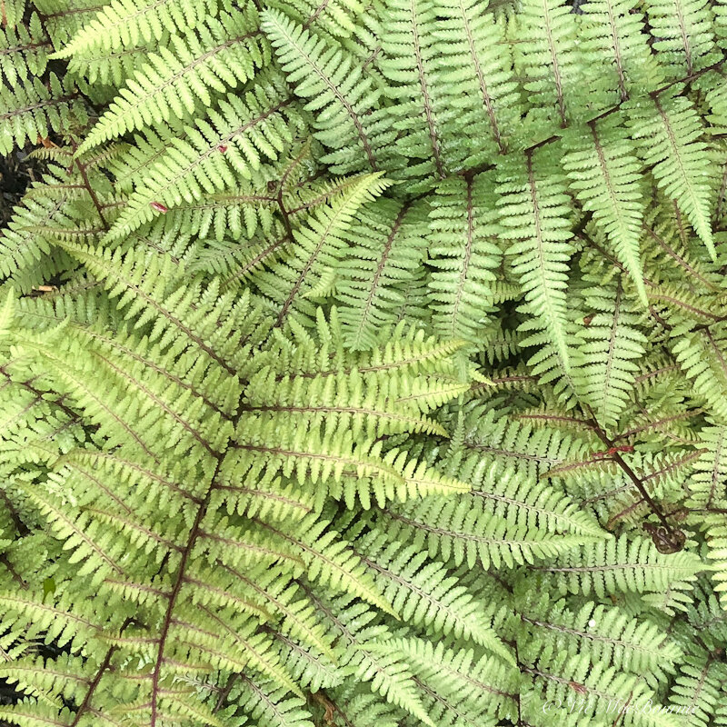 This image shows the frosty-green spring foliage of the ghost fern.