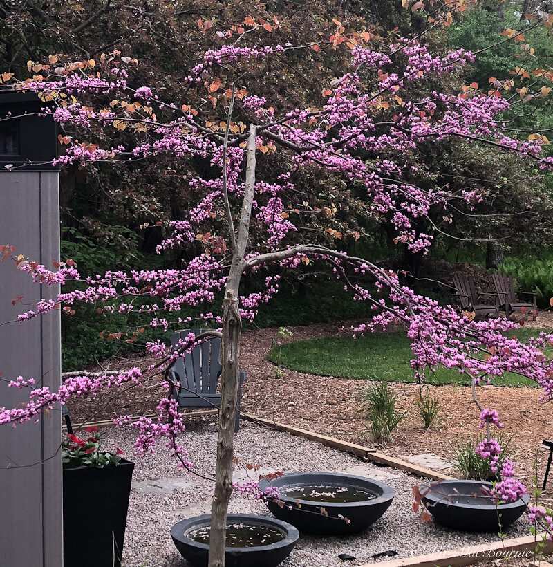 Our Redbud Forest Pansy in its spring bloom in mid May. The Forest pansy leaves emerge with rusty-coloured leaves that can be stunning in the woodland garden. They are a favourite for leaf-cutter bees that cut perfectly round holes in the leaves to line their nest.
