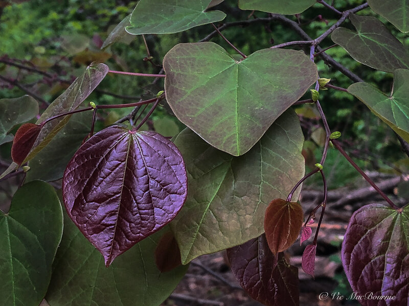 Early spring leaves on the Redbud Forest Pansy.