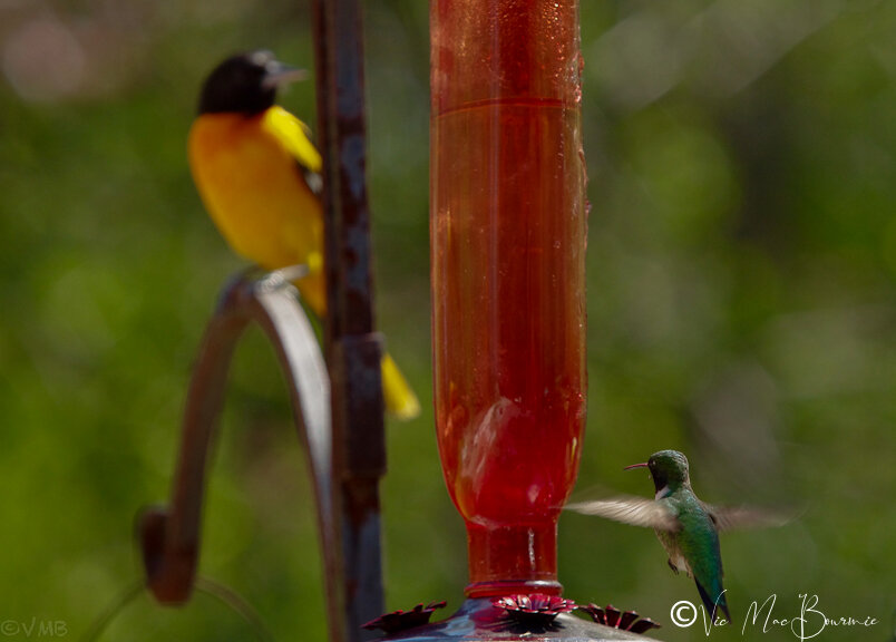 Baltimore Oriole and hummer.jpg