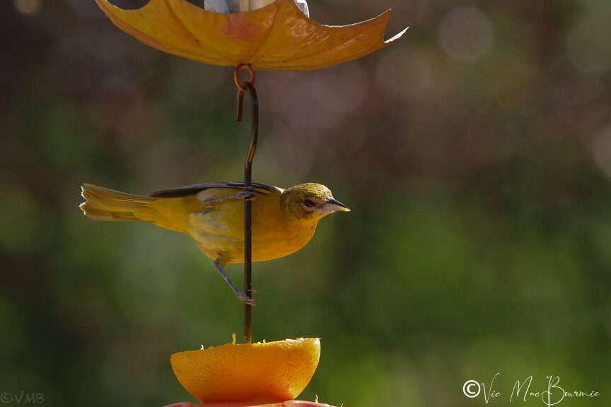 Baltimore Oriole.jpg