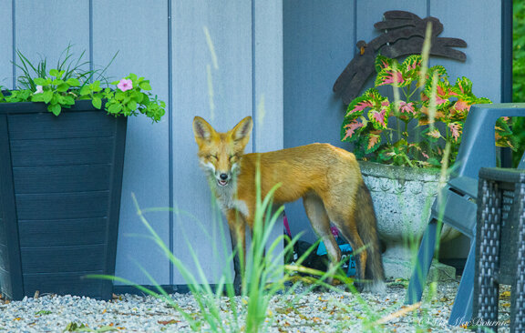 Fox and shed.jpg