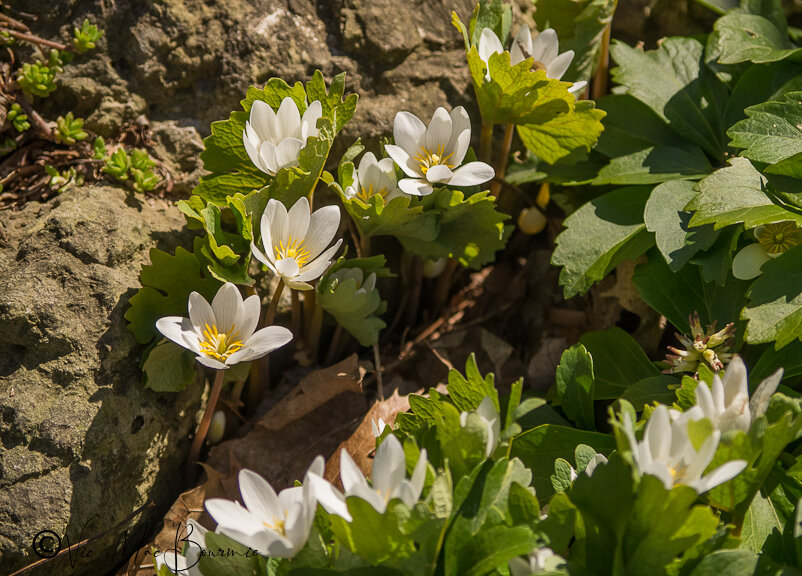 Bloodroot2 (1 of 1).jpg