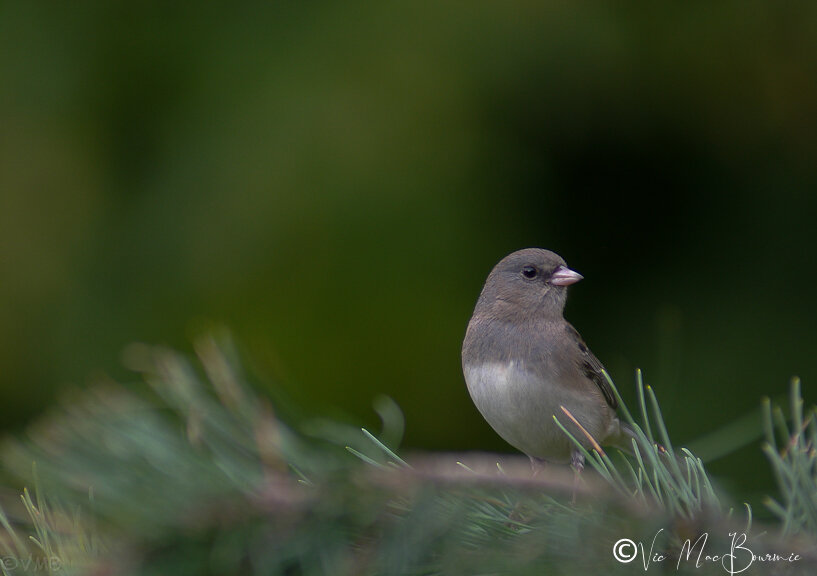 Junco on pine.jpg