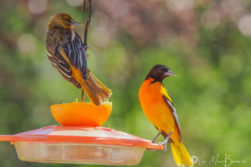 male female orioles.jpg