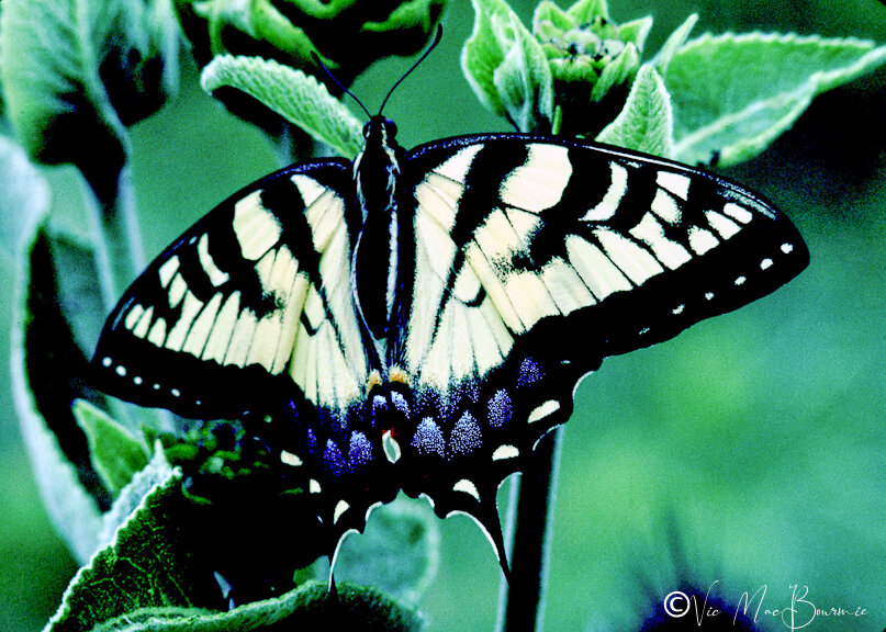 Tiger swallowtail.jpg