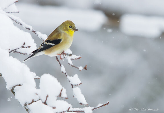 This image shows the subtle colour of a Goldfinch in winter during a snowstorm.