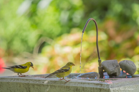Goldfinches at the bird bath with a solar-powered DIY dripper.