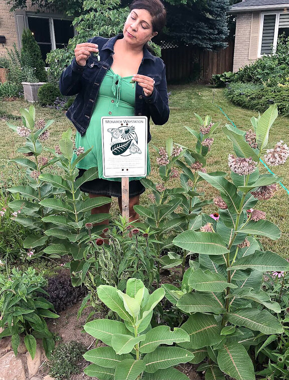Debra Toor in her backyard checking out a Monarch chrysalis in her milkweed patch.