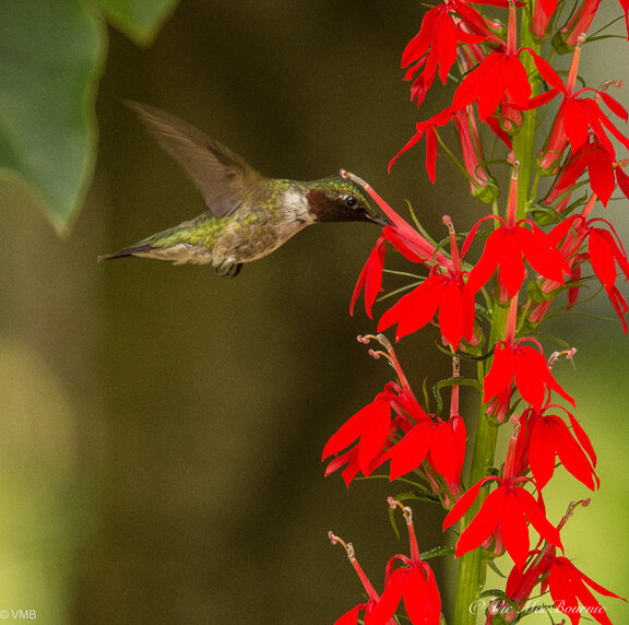 Hummingbird on Cardinal flower.