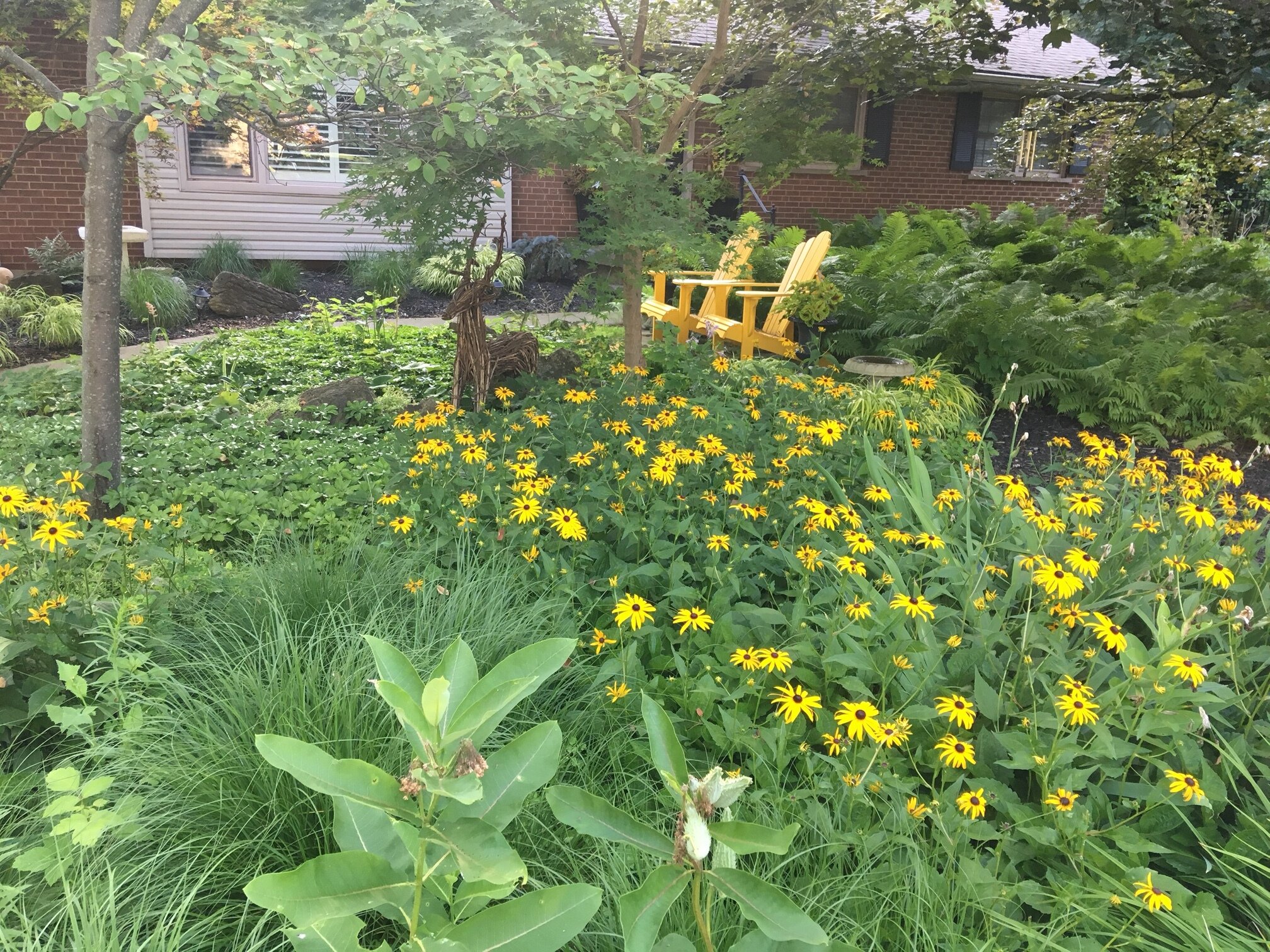 A combination of milkweed, Black-Eyed Susans and columbines beneath a mature serviceberry tree combine with  grasses and ferns welcome native fauna in our front garden.