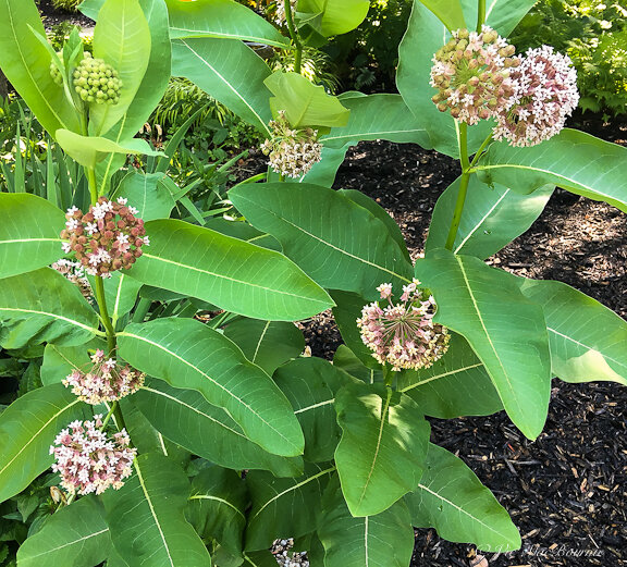 Milkweed, the only food source for the caterpillars of Monarch butterfly, growing happily in our front garden alongside black-eyed Susans.
