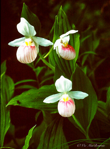 Wild native showy lady slippers can be difficult to grow. They can be almost impossible to find at regular nurseries, but they are available through responsible specialty growers.