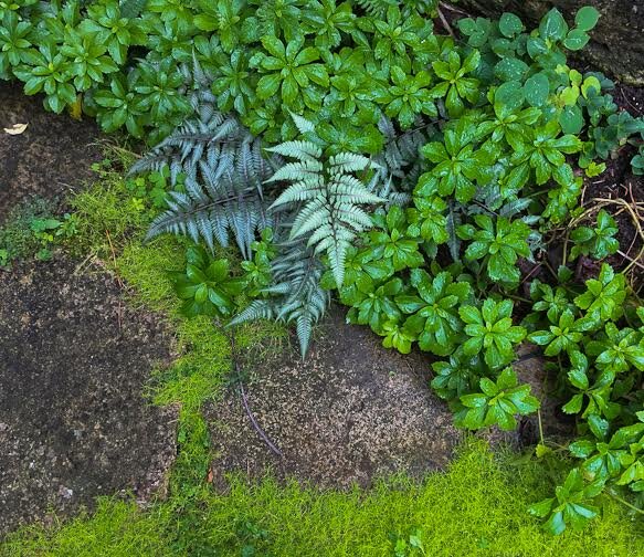 A Japanese painted fern creeps out over the flagstones in our front garden with ground covers Scottish moss, Japanese Spurge and Cornus Canadensis (top right).